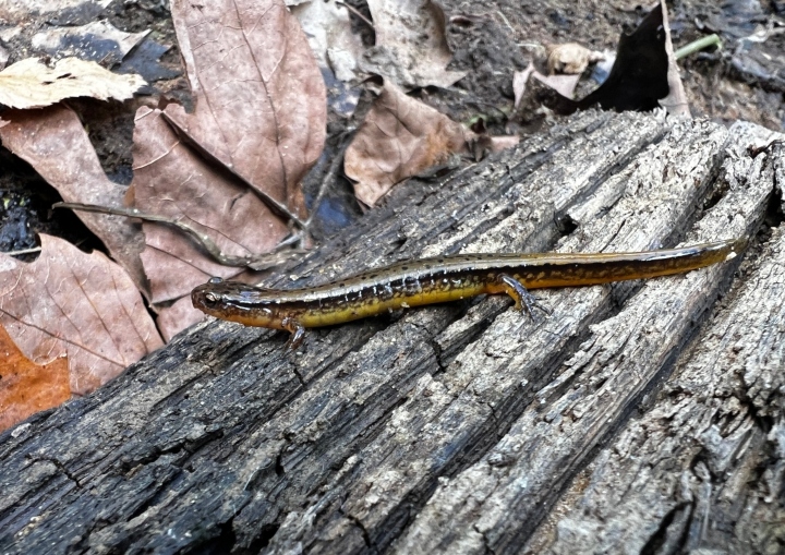 Two-lined Salamander